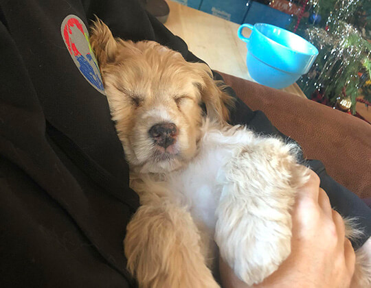 zack-puppy
